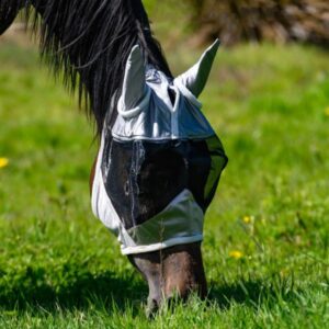 Globus kärpäshuppu